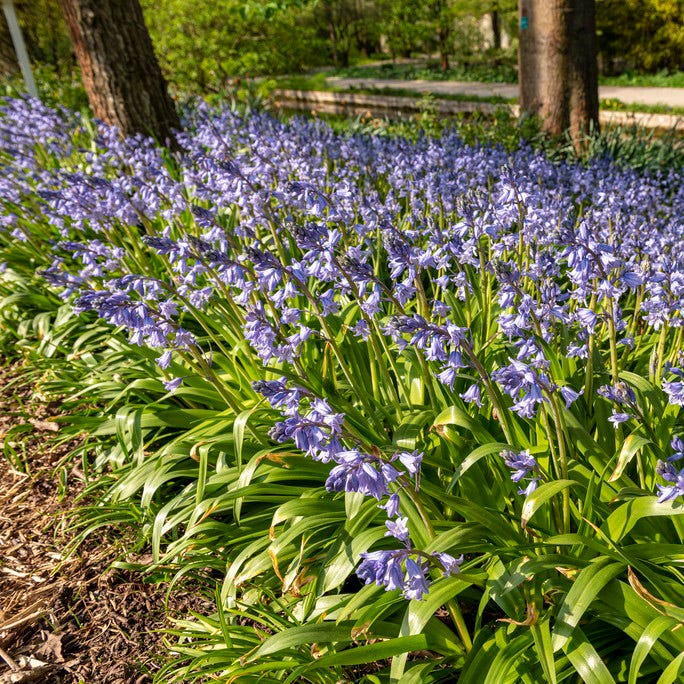 English Bluebells - Image 2