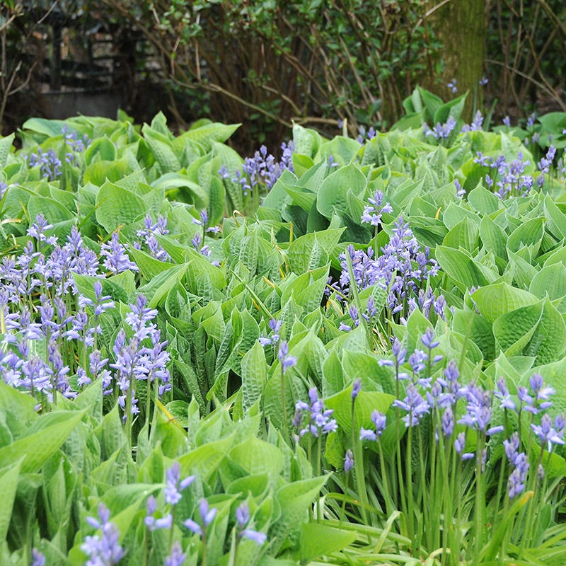 English Bluebells - Image 3