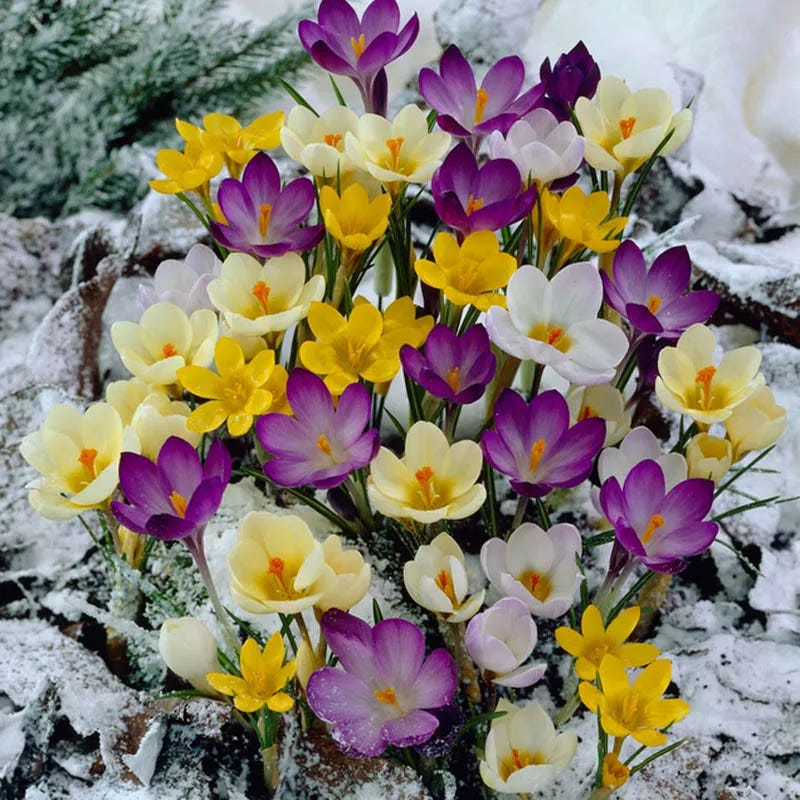 Early Riser Naturalizing Bulb Collection - Image 2