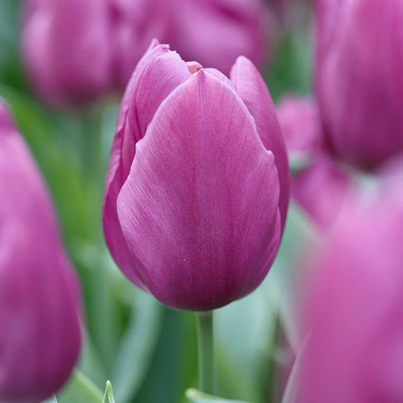 Dark & Stormy Flower Bulb Collection - Image 3