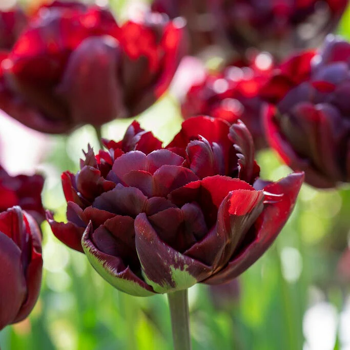 Dark & Stormy Flower Bulb Collection - Image 4