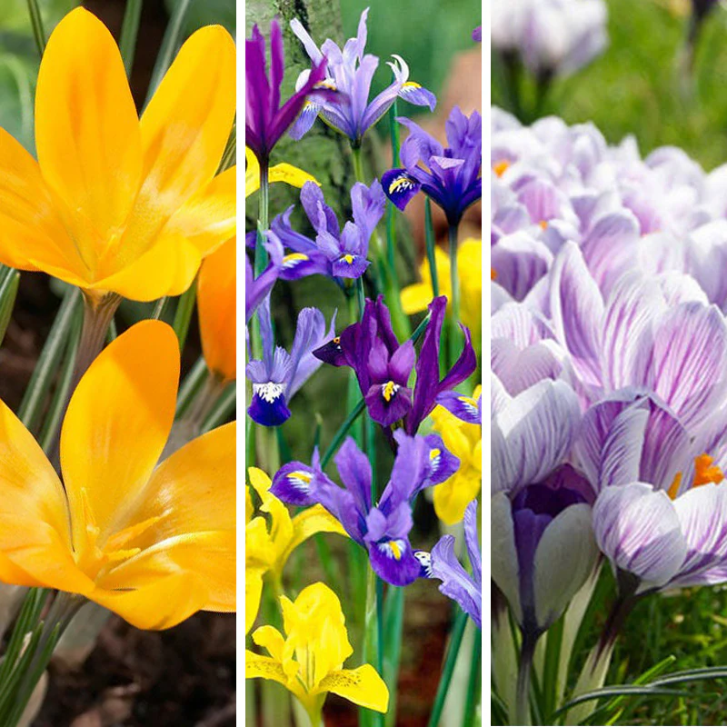 Oh Deer Naturalizing Bulb Collection