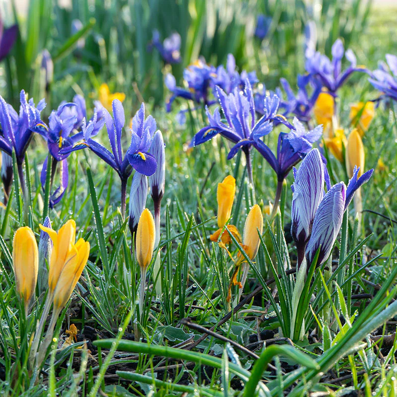 Oh Deer Naturalizing Bulb Collection - Image 2