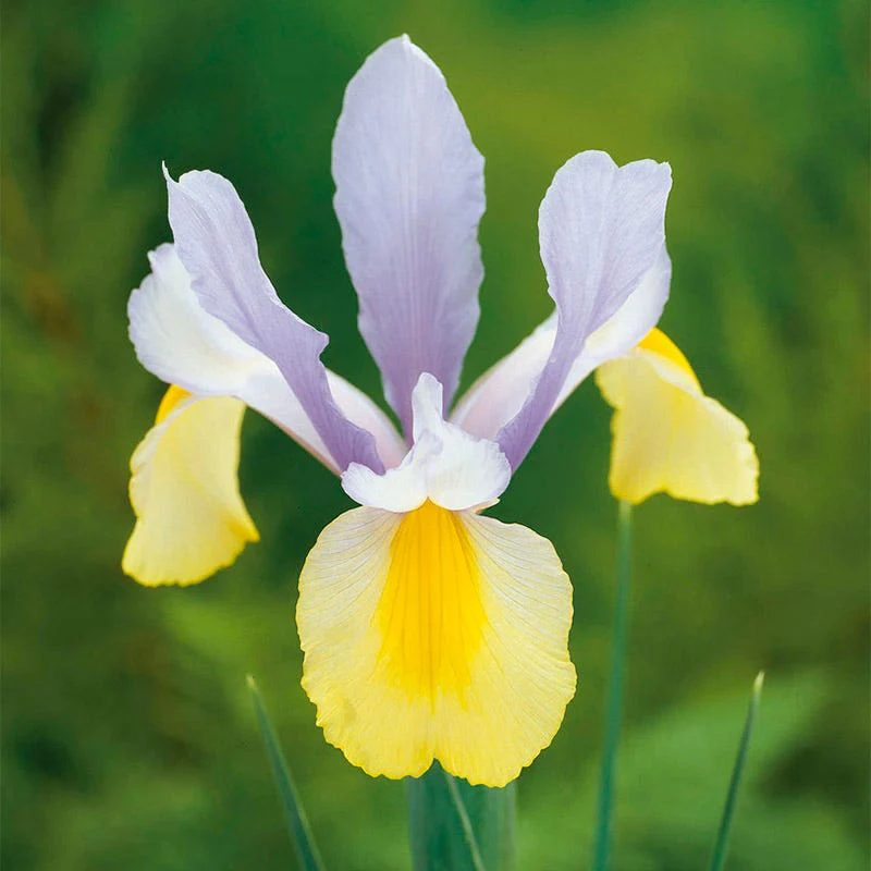 Deer Resistant Beauties Bulb Collection - Image 2