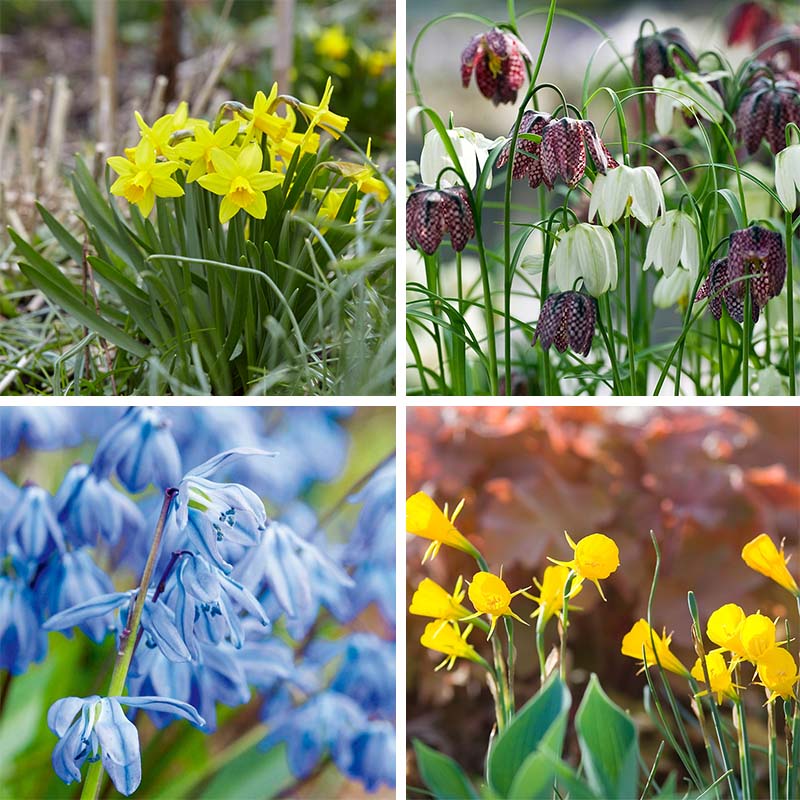 Naturalizing Fairy Garden Bulb Collection - Image 2