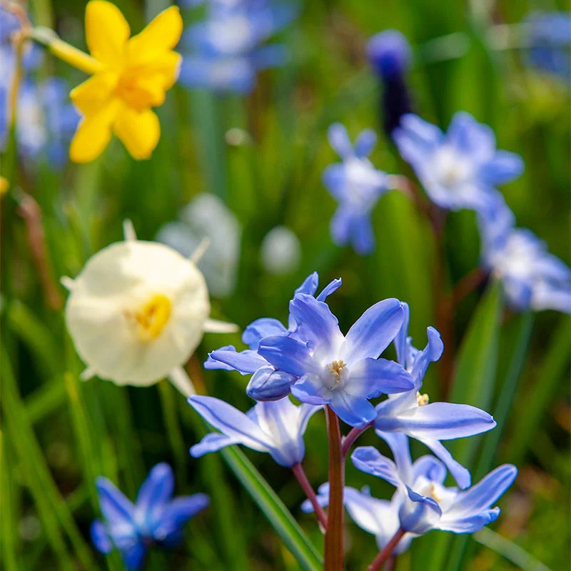 Naturalizing Fairy Garden Bulb Collection - Image 3