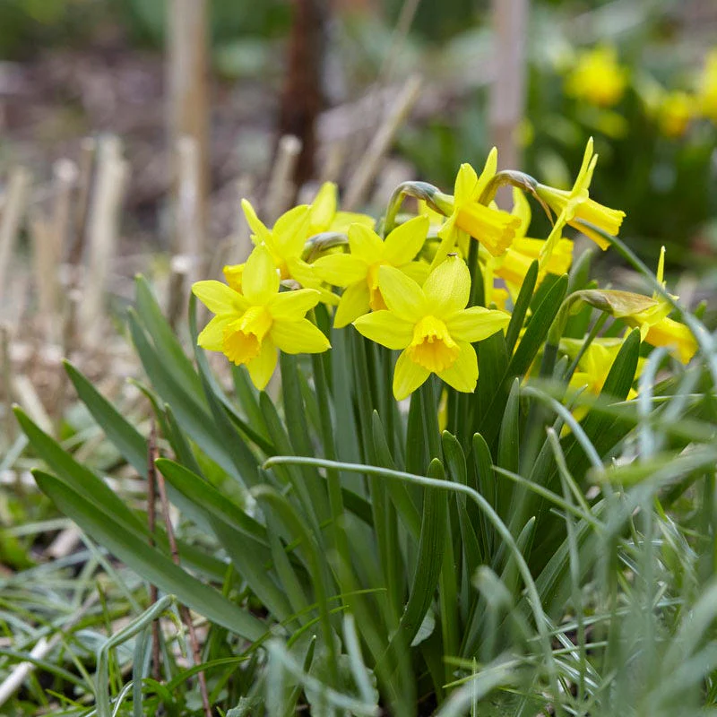 Naturalizing Fairy Garden Bulb Collection - Image 4