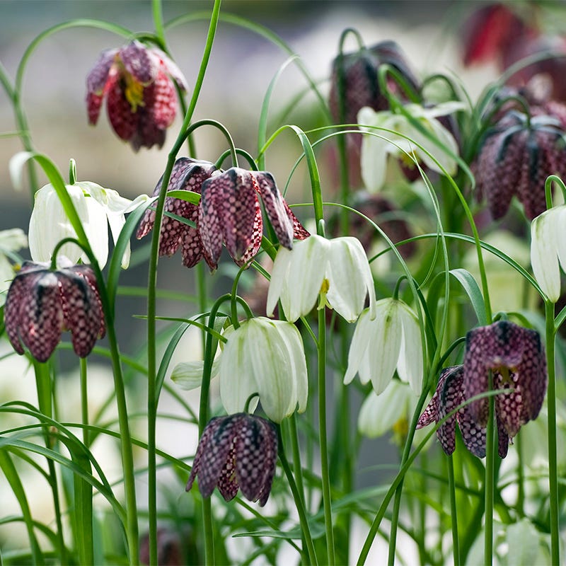 Naturalizing Fairy Garden Bulb Collection - Image 5