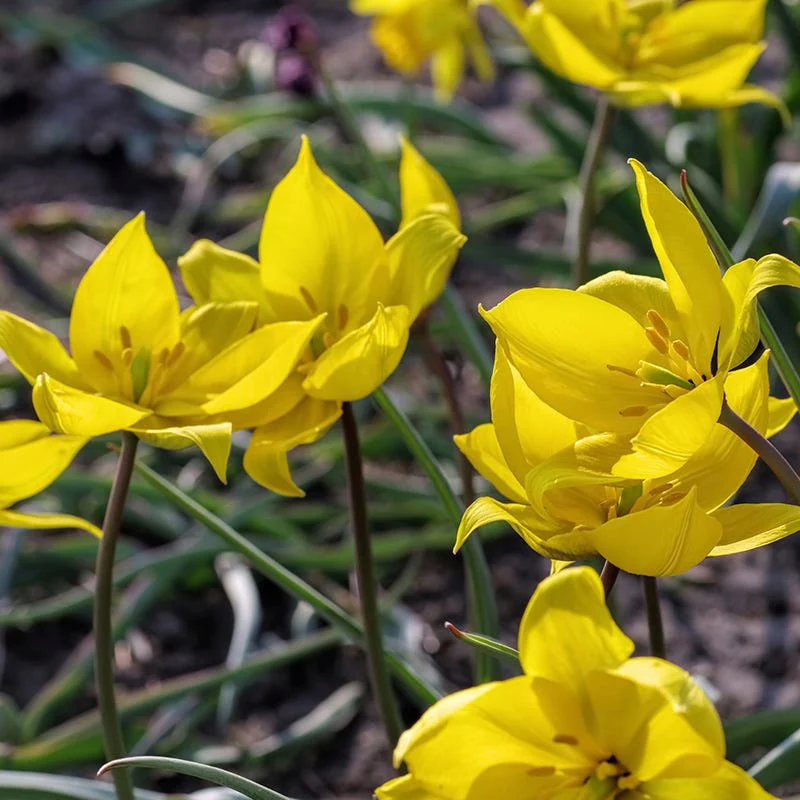 Naturalizing Nectar Low Grow Bulb Collection - Image 2