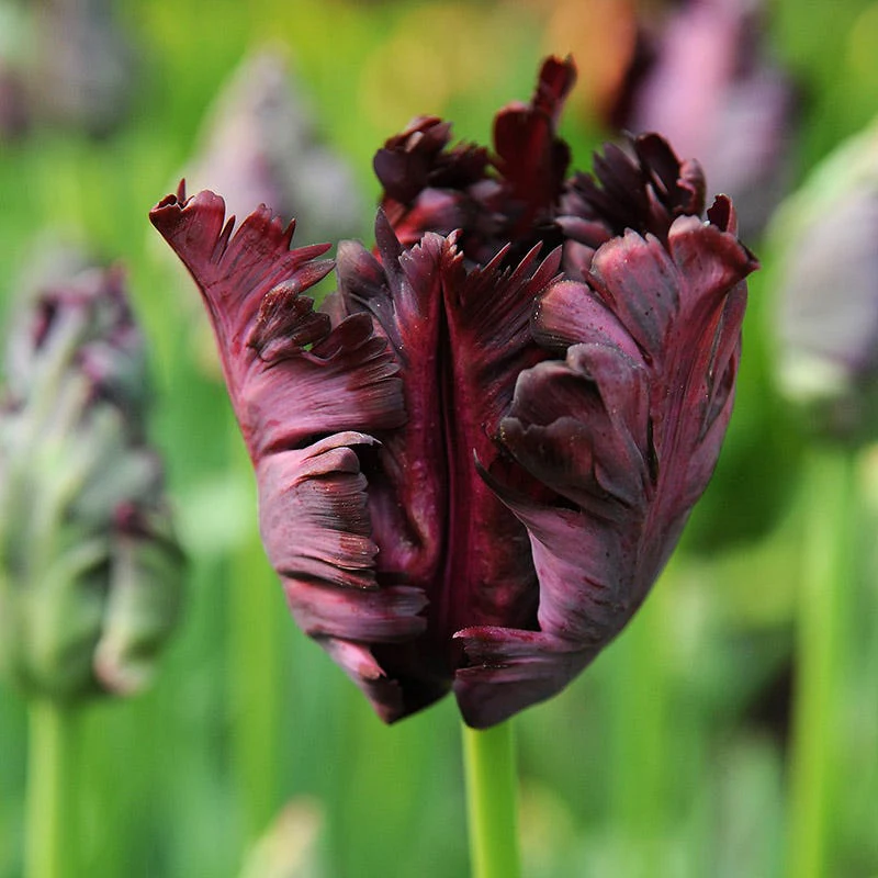 Plum Perfect Bulb Collection - Image 2