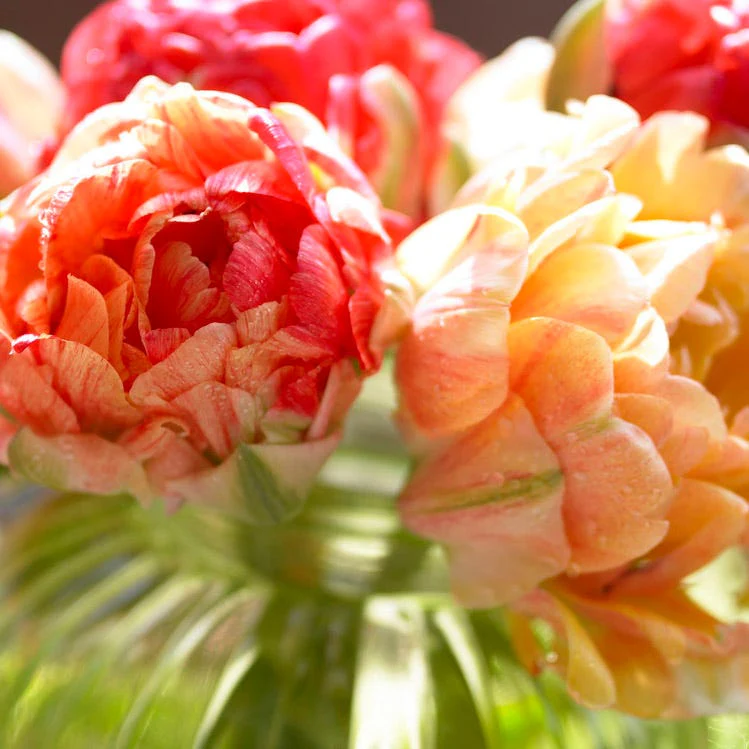 Plum Perfect Bulb Collection - Image 3