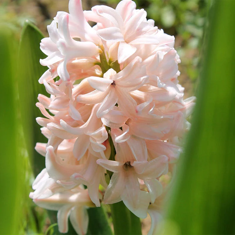 Princess Garden Bulb Collection - Image 4