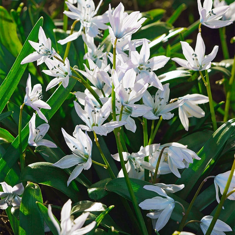 Princess Garden Bulb Collection - Image 6