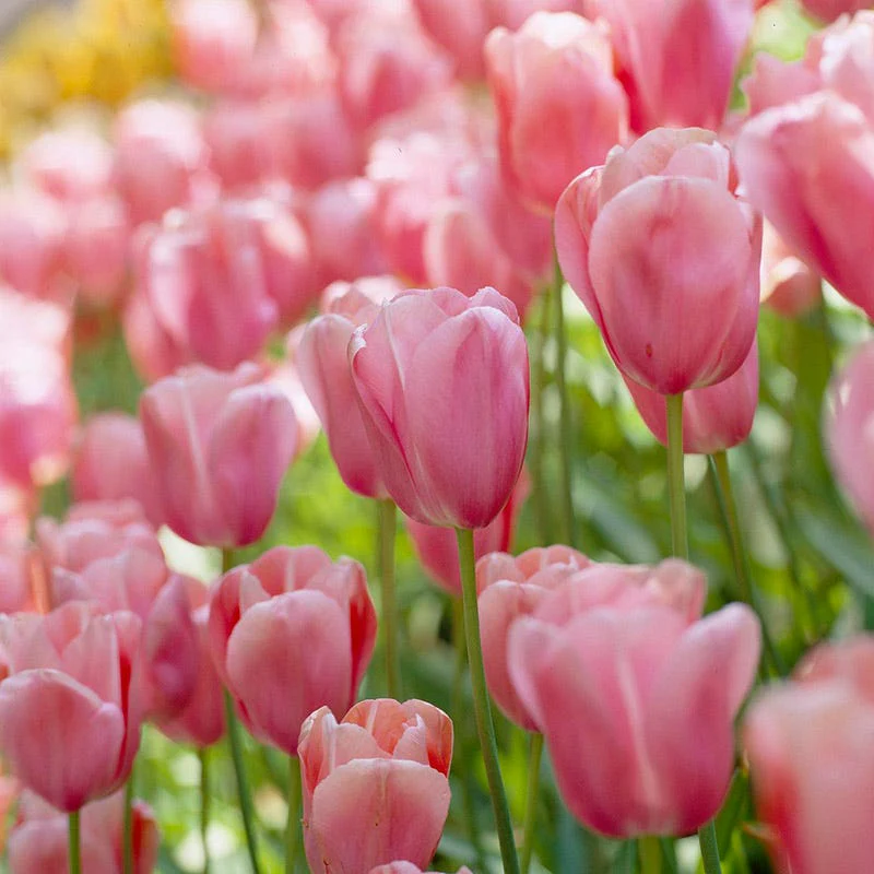 Spring Romance Bulb Collection - Image 3
