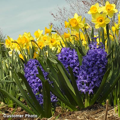 Spring Has Sprung Mix - Image 2