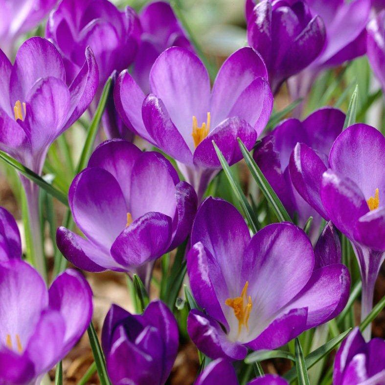 Sunset Hues Flower Bulb Collection - Image 2