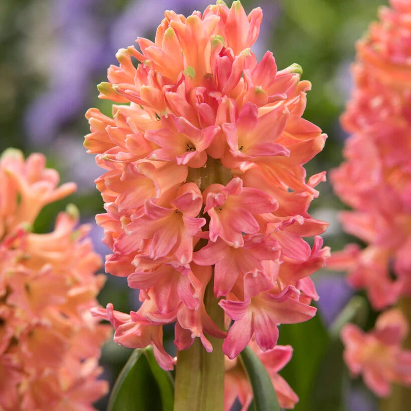 Sunset Hues Flower Bulb Collection - Image 3