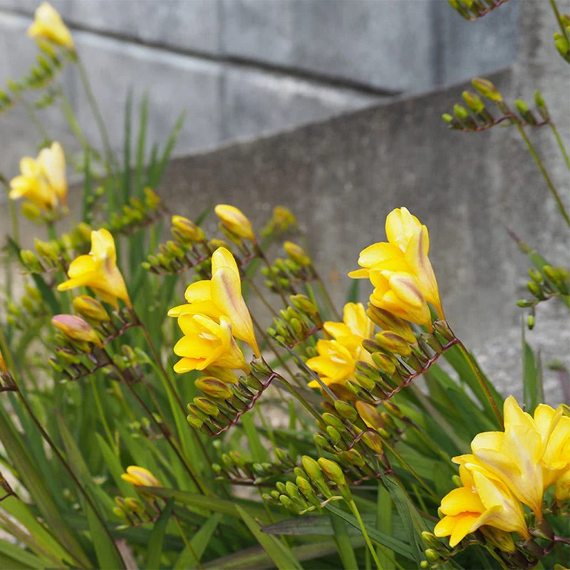 Single Yellow Freesia - Image 3