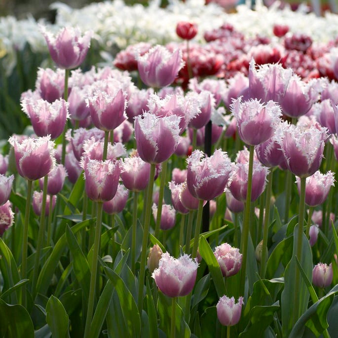 Cummins Tulip
