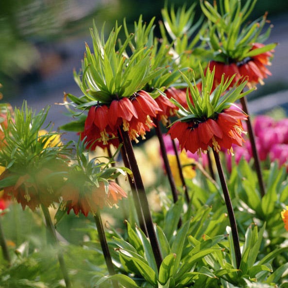 Crown Jewels Fritillaria Bulb Collection - Image 4