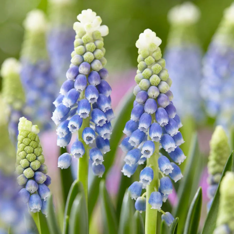 Julia Grape Hyacinth