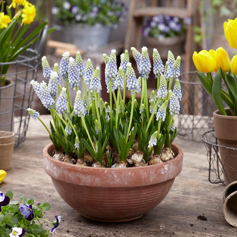 Julia Grape Hyacinth - Image 2