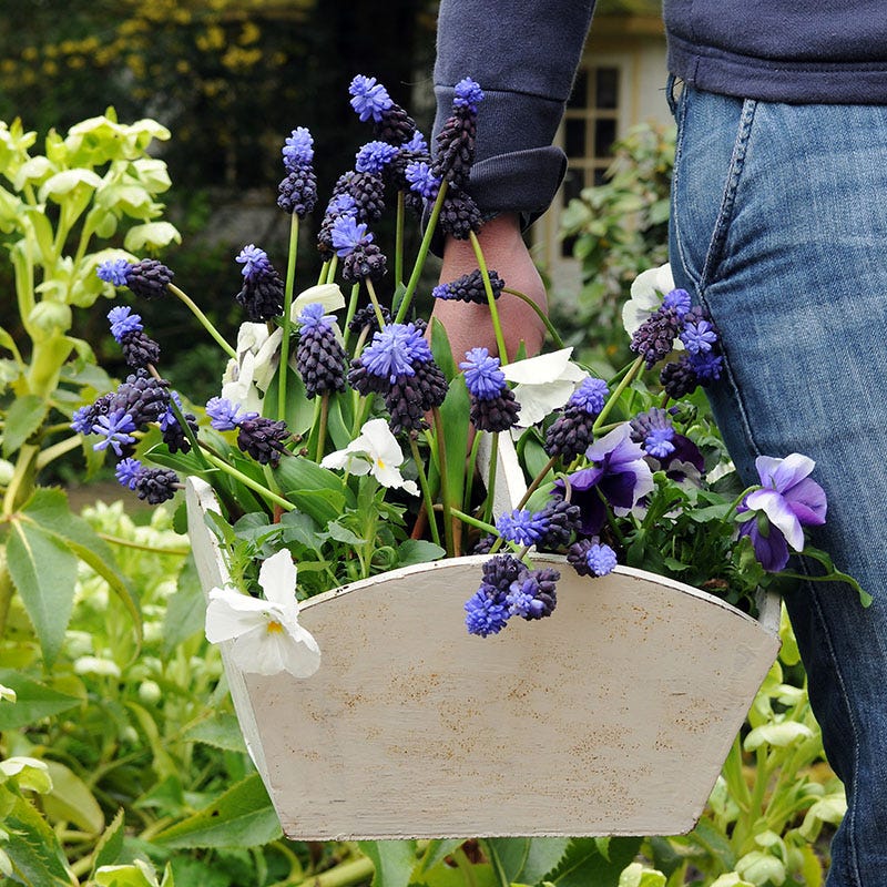 Muscari latifolium - Image 3