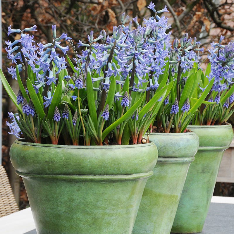 Blue Festival Hyacinth - Image 2