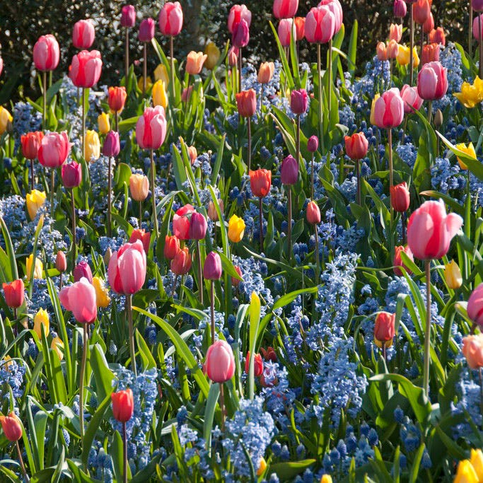Blue Festival Hyacinth - Image 3