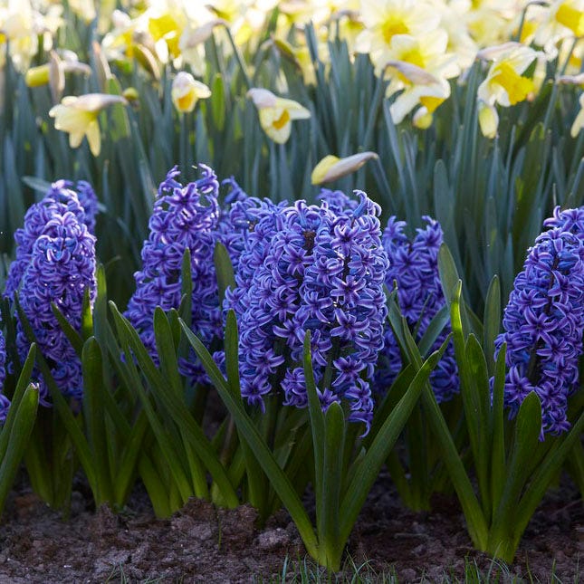 Blue Jacket Hyacinth - Image 5