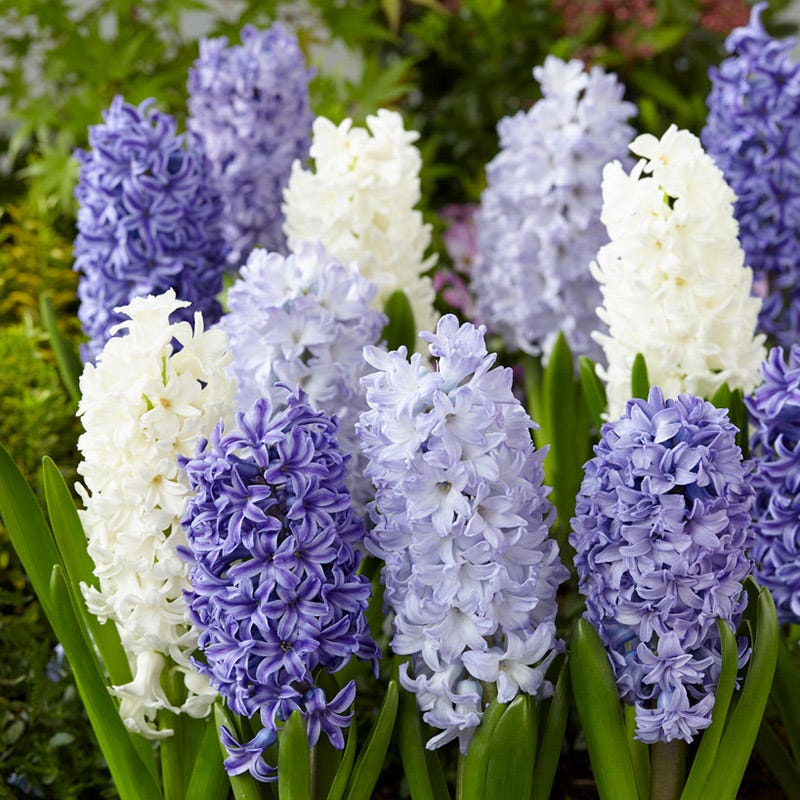 Delft Blue Hyacinth Mix