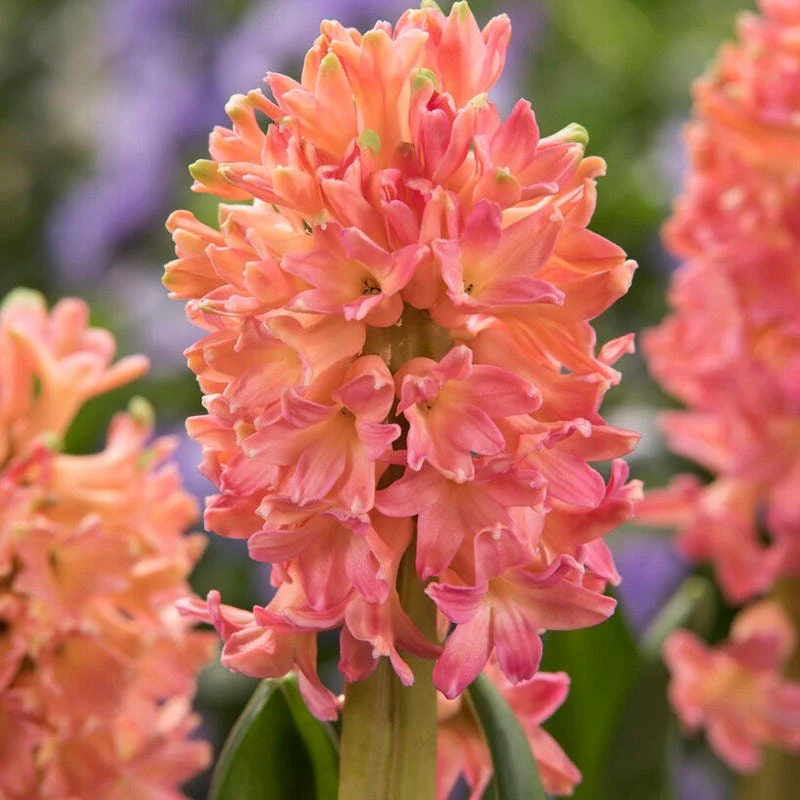 Spring Dawn Hyacinth Bulb Collection - Image 2