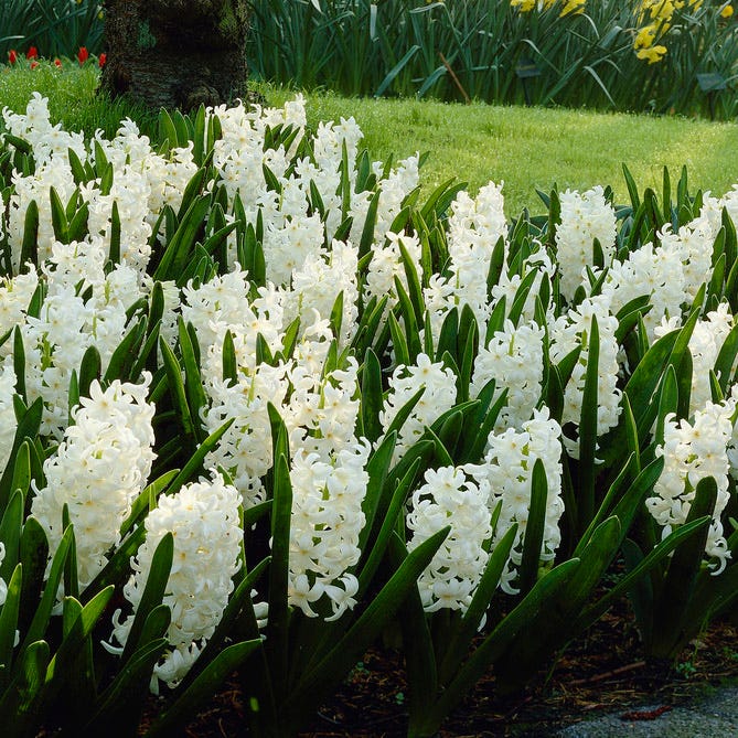 Spring Dawn Hyacinth Bulb Collection - Image 4