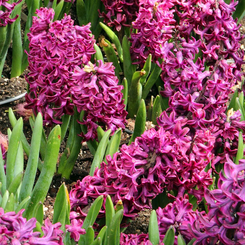 Woodstock Hyacinth - Image 2