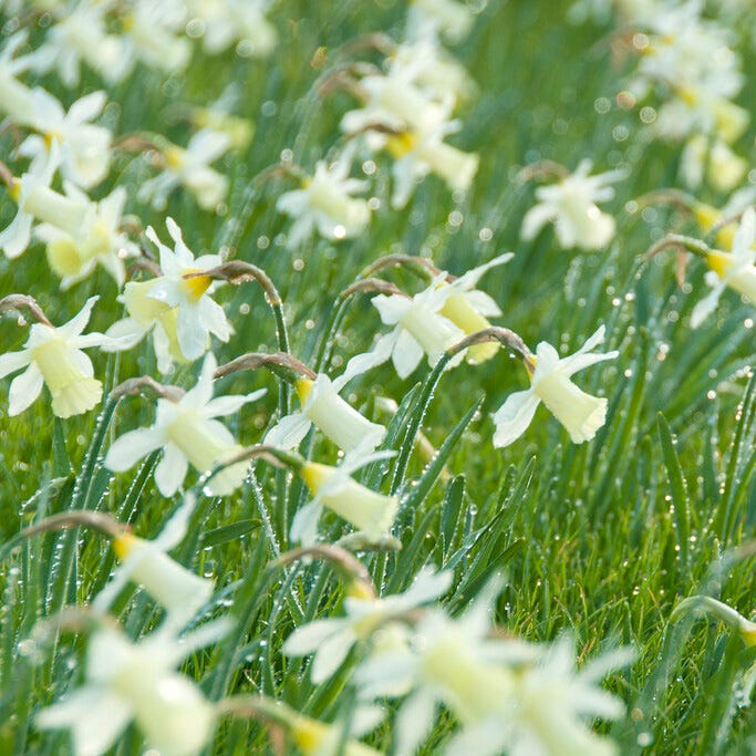 Elka Mini Trumpet Daffodil - Image 3