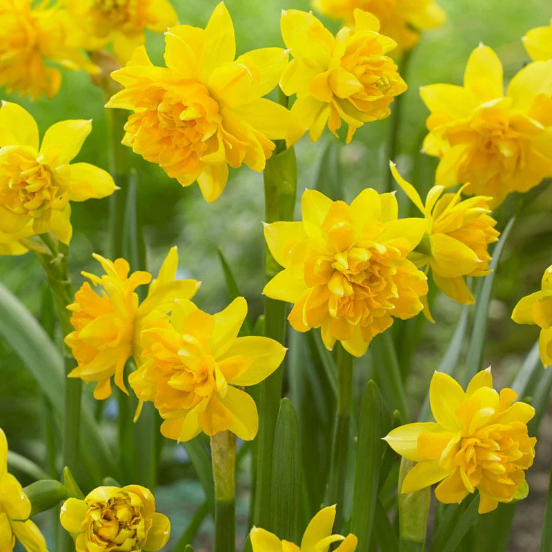 Naturalizing Mini Daffodil Collection - Image 3
