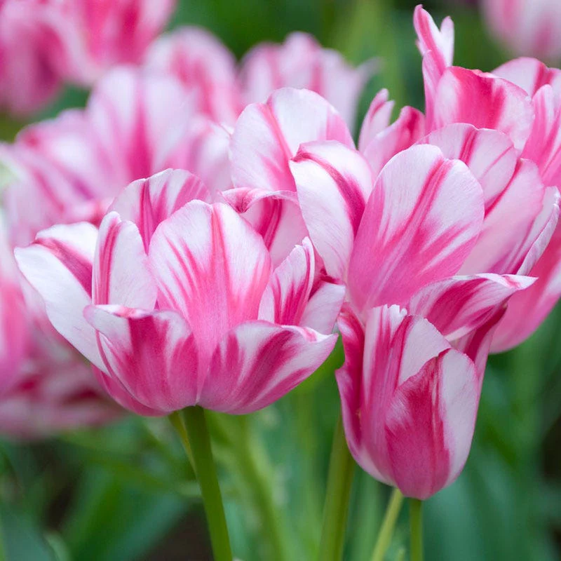 Flaming Club Multiple Flowering Single Late Tulip - Image 3