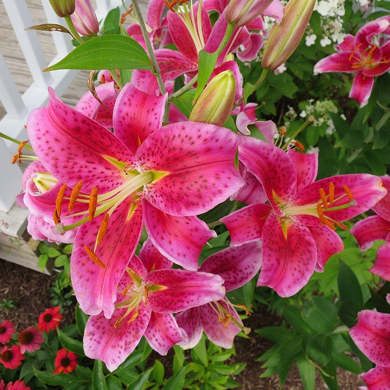 Stargazer Oriental Lily