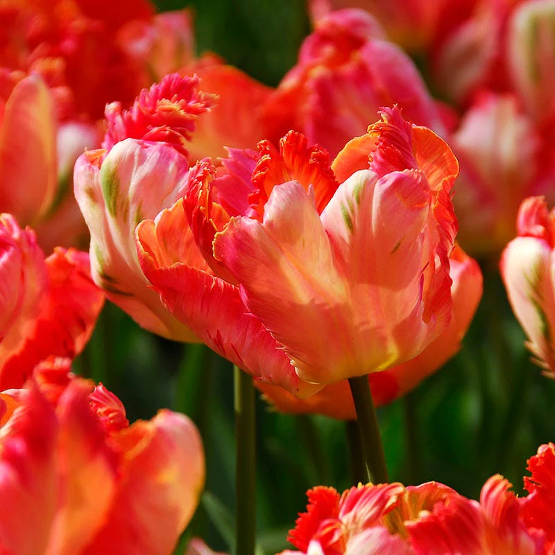 Apricot Parrot Tulip - Image 3