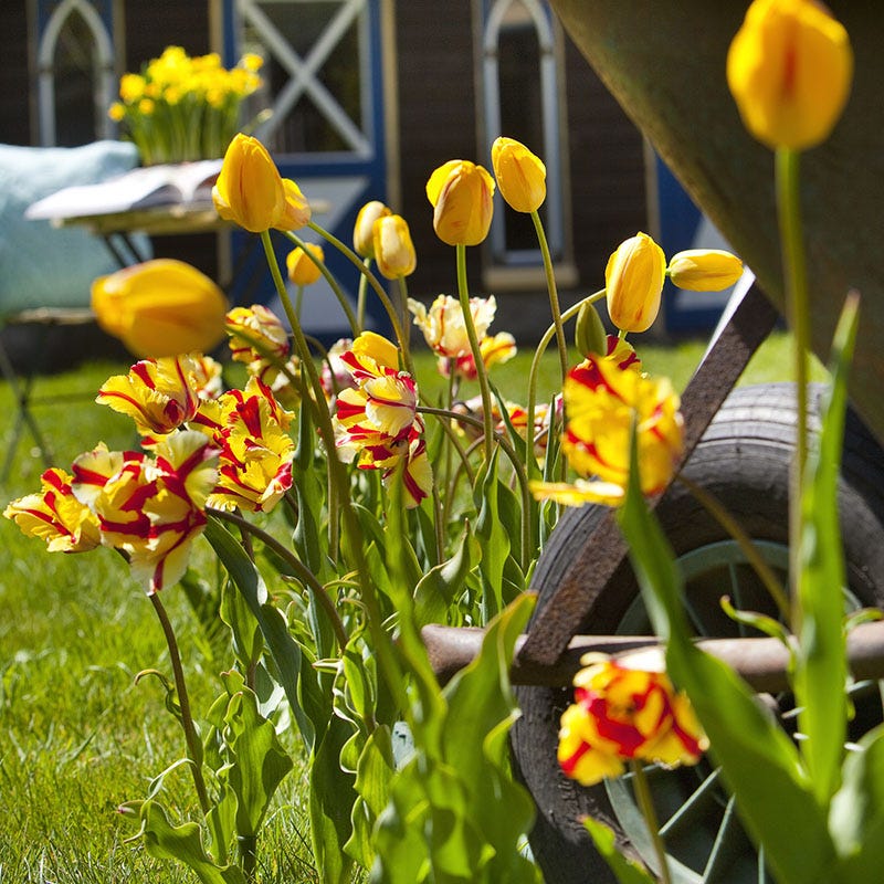 Flaming Parrot Tulip - Image 4