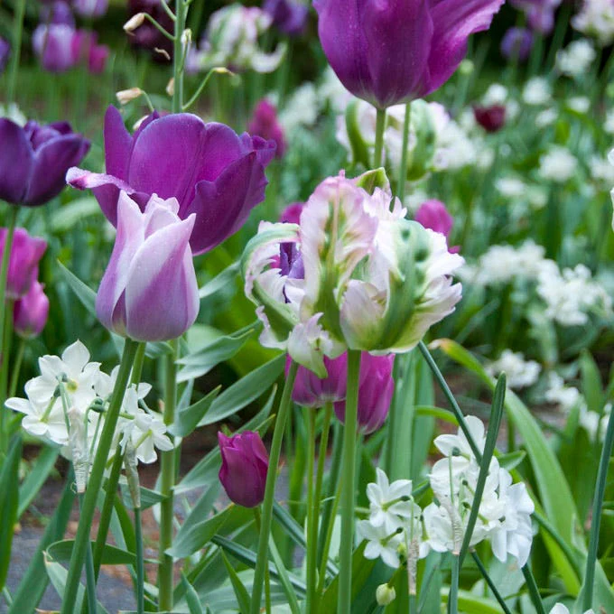 Green Wave Parrot Tulip - Image 2