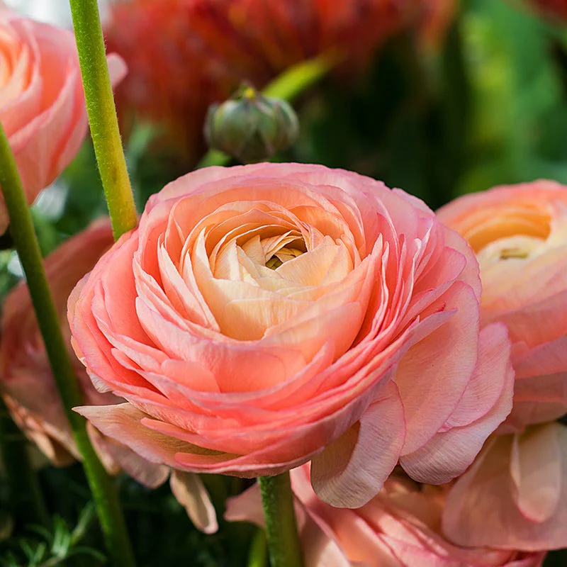 Tecolote Salmon Ranunculus