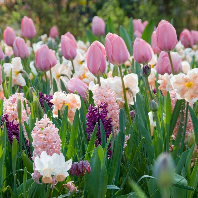 Menton Single Late Tulip - Image 4