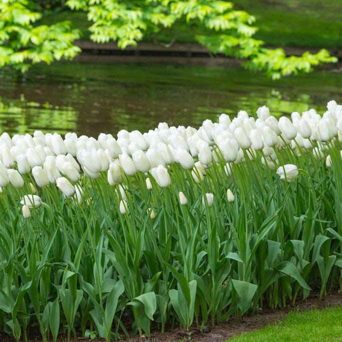 Snow White Single Late Tulip - Image 2