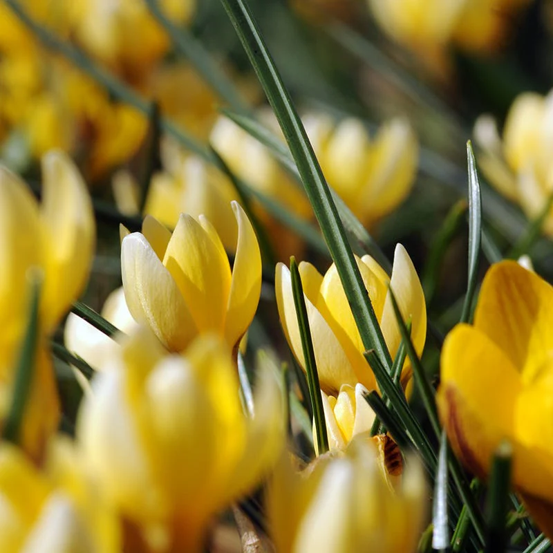 Romance Snow Crocus
