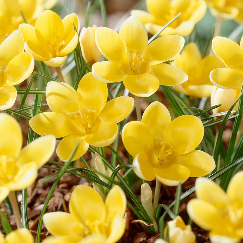 Romance Snow Crocus - Image 2
