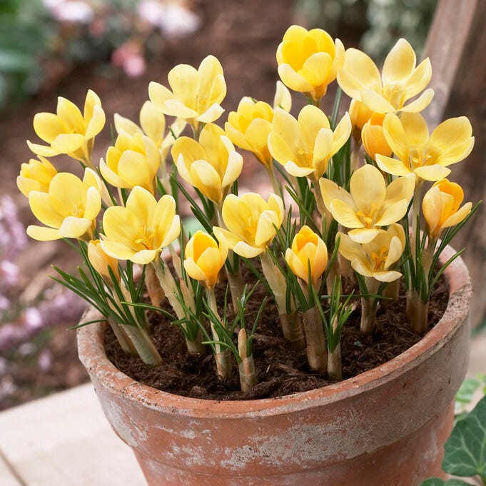 Romance Snow Crocus - Image 3