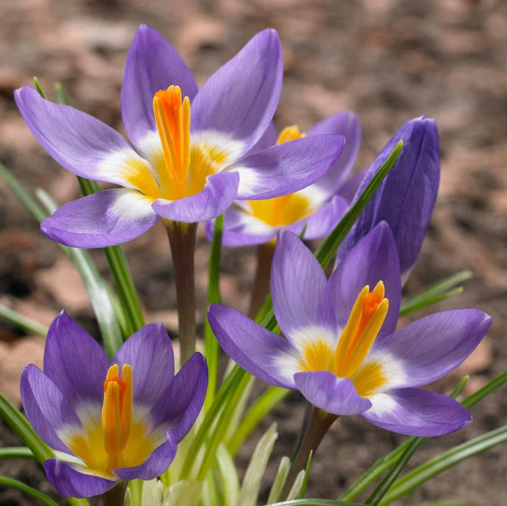 Tricolor Snow Crocus - Image 3