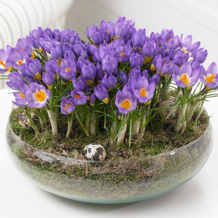 Tricolor Snow Crocus - Image 4