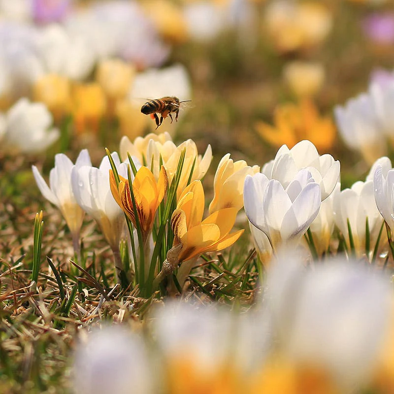 Yellow & White Snow Crocus Mix - Image 2